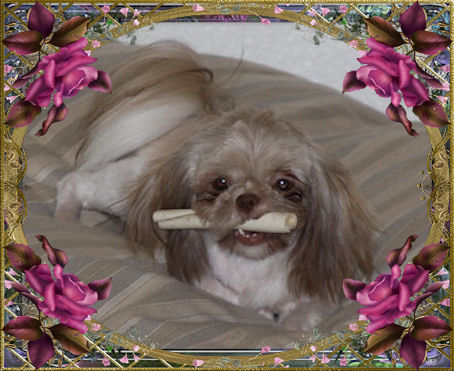 Heidi, Liver & White - Chinese Imperial Shih Tzu